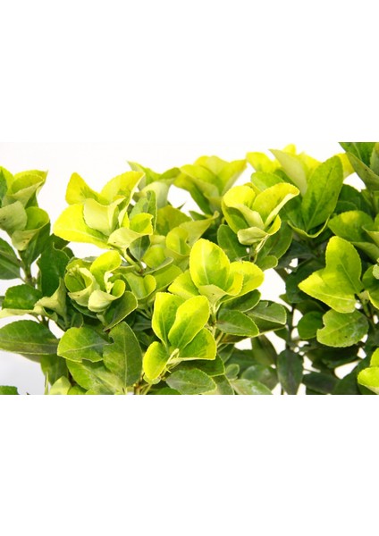 TNC Garden Groups Gold Taflan (Euonymus Japonica Aurea) – Sarı Çit Bitkisi 6’li Dik