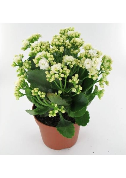 TNC Garden Groups Kalanşo Çiçeği – Kalanchoe 4 Adet