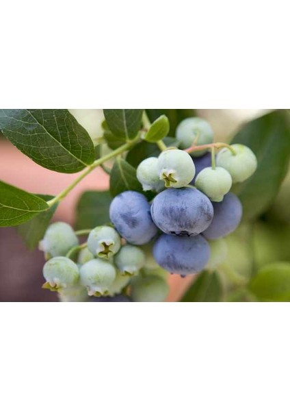 TNC Garden Groups Yaban Mersini ( Blue Berry ) Fidanı 2 Adet