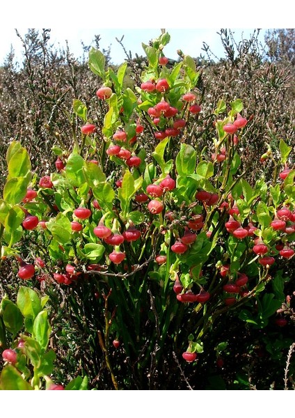 TNC Garden Groups Yaban Mersini ( Blue Berry ) Fidanı 2 Adet