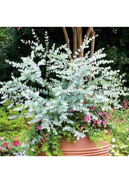 Mavi Okaliptus Fidanı Eucalyptus Globulus