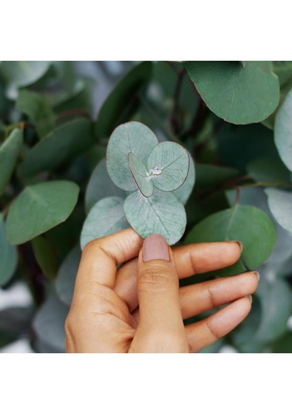 Mavi Okaliptus Fidanı Eucalyptus Globulus