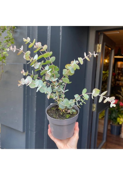 Mavi Okaliptus Fidanı Eucalyptus Globulus