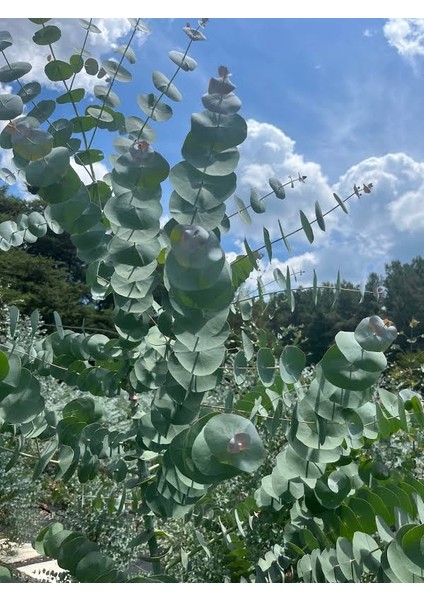 Mavi Okaliptus Fidanı Eucalyptus Globulus 3 Adet