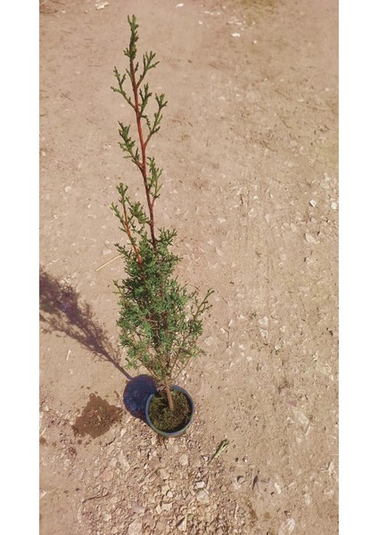 Kabir Ağacı Mezarlık Çamı 100 cm 5 Adet