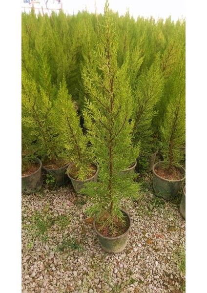 TNC Garden Groups Limoni Servi (Cupressus Macrocarpa Goldcrest) 50-70 cm 3 Adet