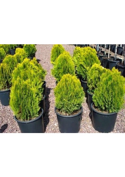 TNC Garden Groups Altuni Top Mazı Thuja Orientalis Aurea Compacta Nana 100 Adet