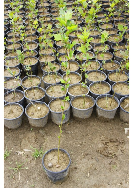 Batı Çınarı Fidanı Platanus Occidentalis