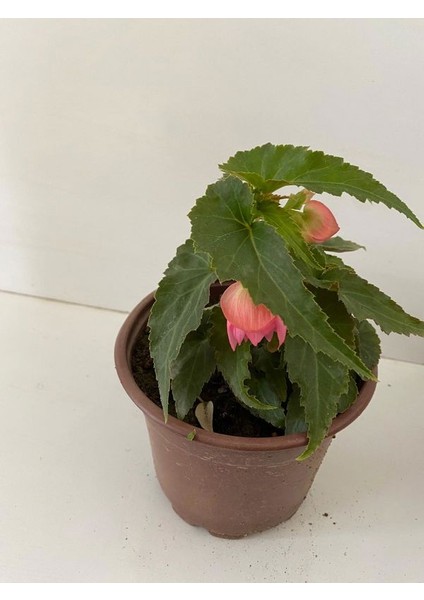 Pembe Renk Gelin Damat Çiçeği (Katlı Çınar Begonya)1 Adet Saksılı 10-20CM (Begonia Boliviensis)