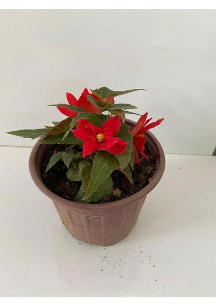 Kırmızı Renk Gelin Damat Çiçeği (Katlı Çınar Begonya)1 Adet Saksılı 10-20CM (Begonia Boliviensis)