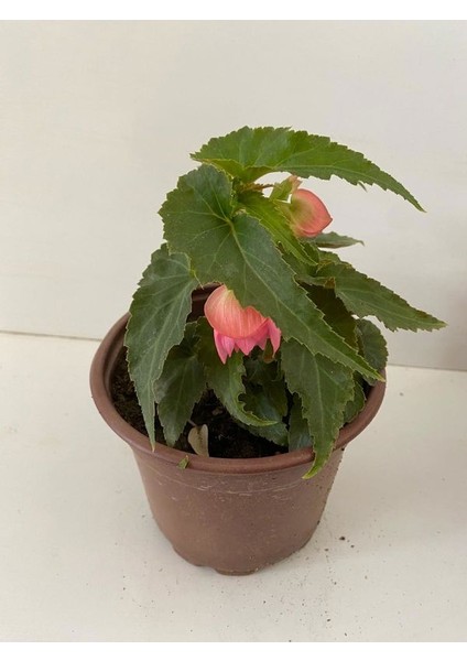 Pembe Renk Gelin Damat Çiçeği (Katlı Begonya)1 Adet Saksılı 10-20CM (Begonia Boliviensis)