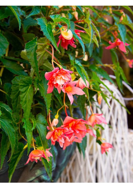 Kırmızı Renk Gelin Damat Çiçeği (Katlı Çınar Begonya)1 Adet Saksılı 10-20CM (Begonia Boliviensis)