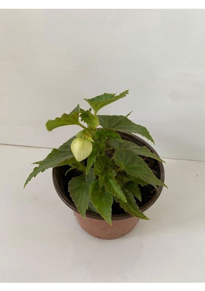 Beyaz Renk Gelin Damat Çiçeği (Katlı Çınar Begonya)1 Adet Saksılı 10-20CM (Begonia Boliviensis)