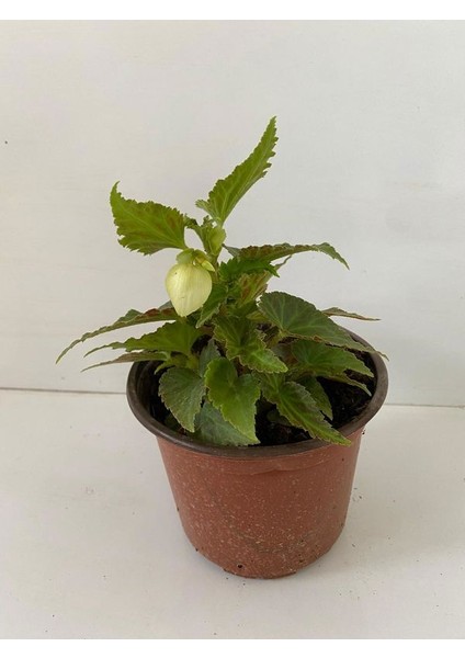Beyaz Renk Gelin Damat Çiçeği (Katlı Çınar Begonya)1 Adet Saksılı 10-20CM (Begonia Boliviensis) fiyatları