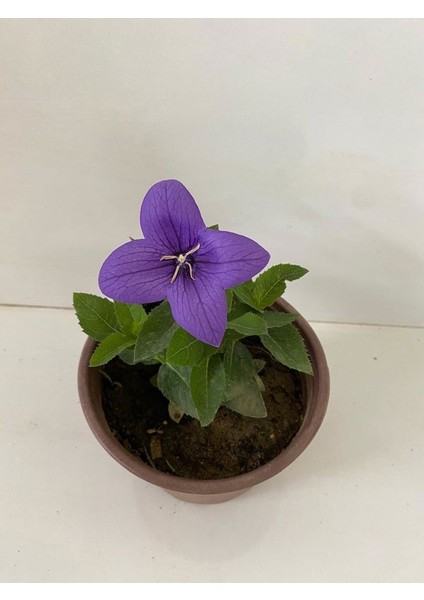 Mor Renk Balon Çiçeği 1 Adet Saksılı Bahçe Balkon Bitkisi 10-20CM (Platycodon)