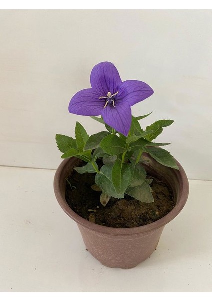 Mor Renk Balon Çiçeği 1 Adet Saksılı Bahçe Balkon Bitkisi 10-20CM (Platycodon)