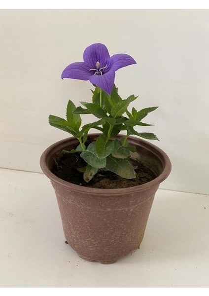 Mor Renk Balon Çiçeği 1 Adet Saksılı Bahçe Balkon Bitkisi 10-20CM (Platycodon)