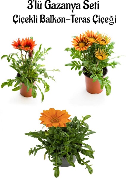 Kırmızı-Sarı-Turuncu Renk Gazanya Çiçeği 3 Adet Saksılı 10-20CM Balkon Çiçeği