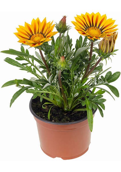 Kırmızı-Sarı-Turuncu Renk Gazanya Çiçeği 3 Adet Saksılı 10-20CM Balkon Çiçeği