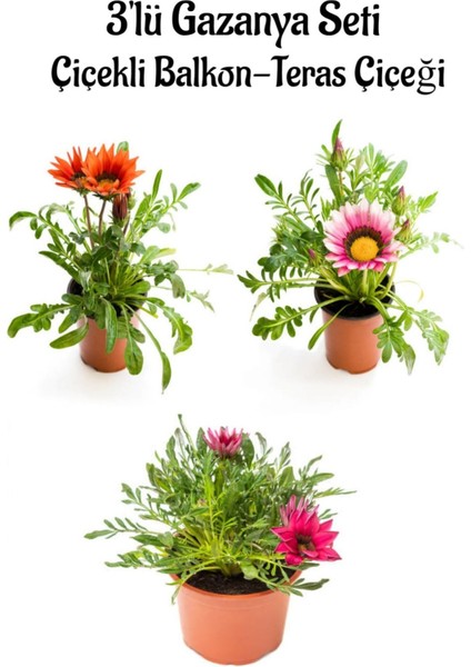 Kırmızı-Pembe Beyaz-Pembe Renk Gazanya Çiçeği 3 Adet Saksılı 10-20CM Balkon Çiçeği