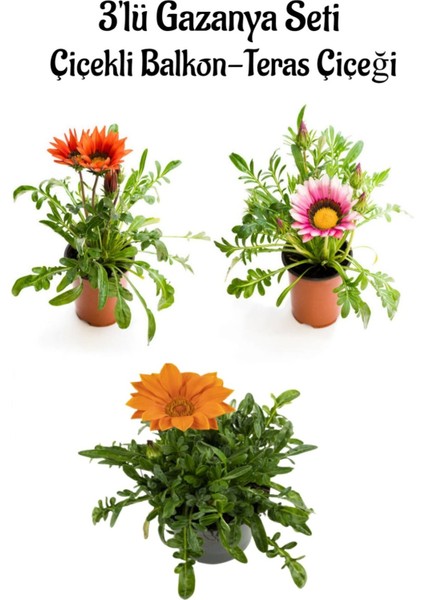 Kırmızı-Pembe Beyaz-Turuncu Renk Gazanya Çiçeği 3 Adet Saksılı 10-20CM Balkon Çiçeği