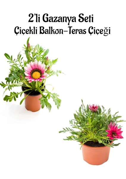 Pembe Beyaz-Koyu Pembe Renk Gazanya Çiçeği 2 Adet SAKSILI(10-20CM) Bahçe Balkon Çiçeği