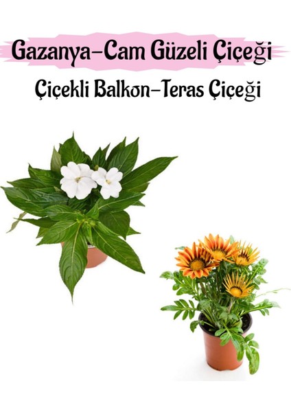 Beyaz Renk Cam Güzeli 1 Adet+Turuncu Sarı Renk Gazanya Çiçeği 1 Adet Saksılı 10-20CM