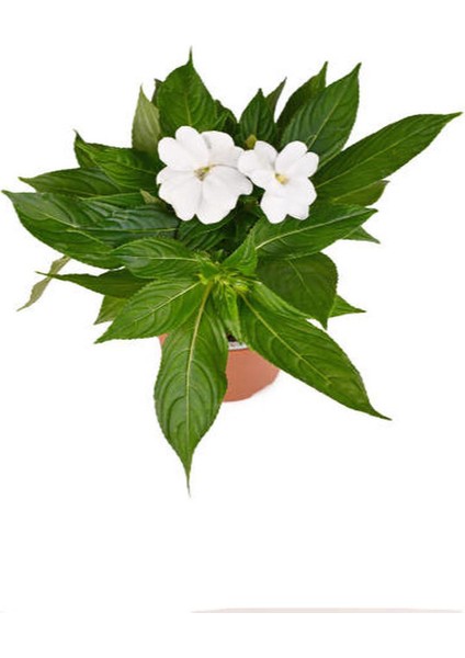 Beyaz Renk Cam Güzeli 1 Adet+Turuncu Sarı Renk Gazanya Çiçeği 1 Adet Saksılı 10-20CM fiyatları