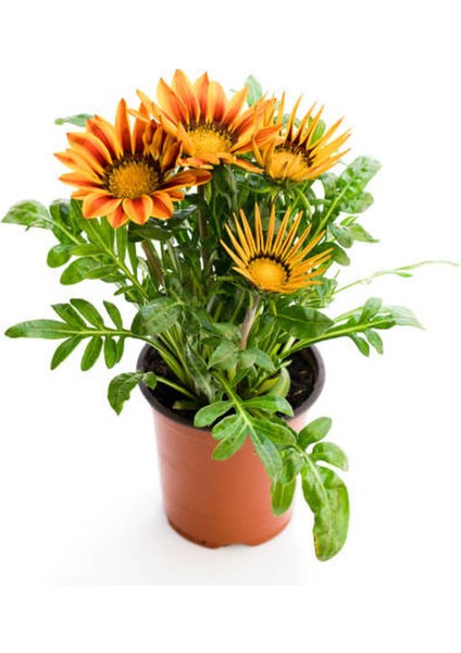 Beyaz Renk Cam Güzeli 1 Adet+Turuncu Sarı Renk Gazanya Çiçeği 1 Adet Saksılı 10-20CM modelleri