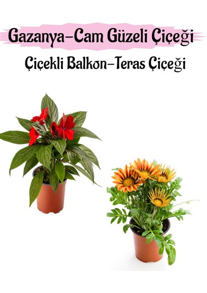 Kırmızı Renk Cam Güzeli 1 Adet+Turuncu Sarı Renk Gazanya Çiçeği 1 Adet Saksılı 10-20CM