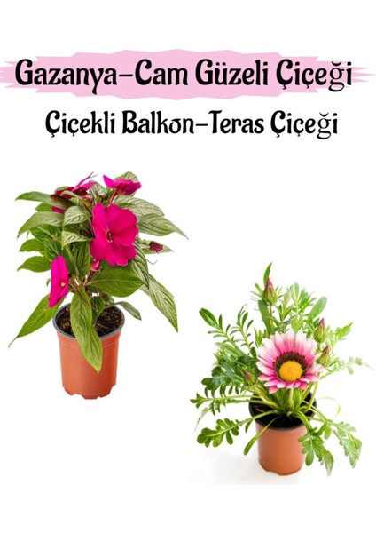 Pembe Renk Cam Güzeli 1 Adet+Pembe Beyaz Gazanya Çiçeği 1 Adet Saksılı 10-20CM