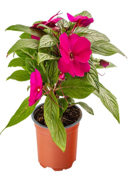 Pembe Renk Cam Güzeli 1 Adet+Pembe Beyaz Gazanya Çiçeği 1 Adet Saksılı 10-20CM fiyatları