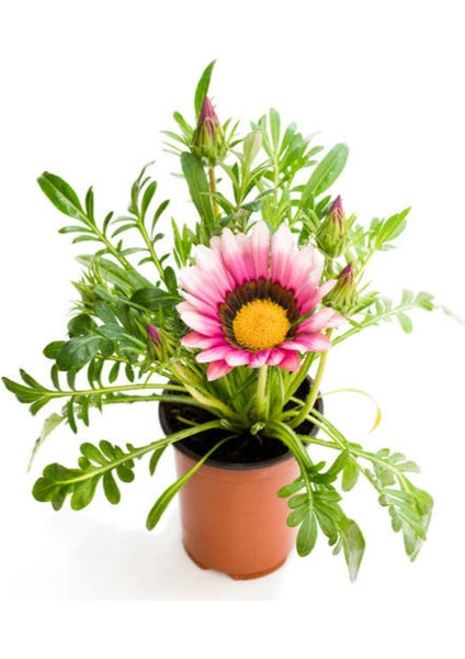 Pembe Renk Cam Güzeli 1 Adet+Pembe Beyaz Gazanya Çiçeği 1 Adet Saksılı 10-20CM modelleri