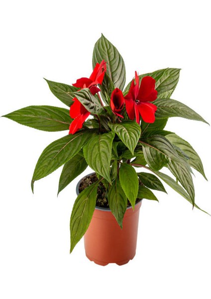 Kırmızı Renk Cam Güzeli 1 Adet+ Pembe Beyaz Gazanya Çiçeği 1 Adet Saksılı 10-20CM fiyatları