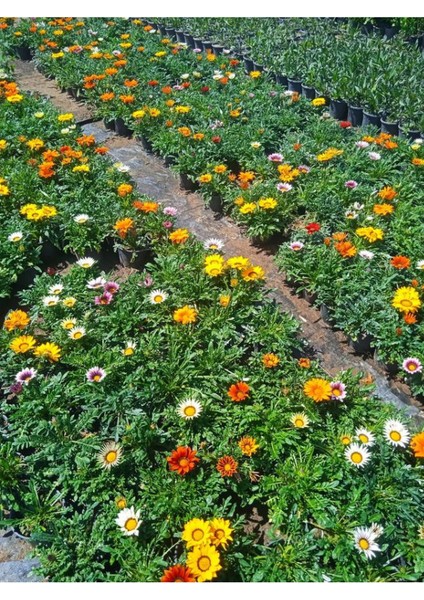 Pembe-Turuncu-Kırmızı Renk Gazanya Çiçeği 3 Adet Saksılı 10-20CM Balkon Çiçeği