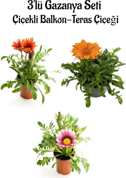 Kırmızı-Turuncu-Pembe Renk Gazanya Çiçeği 3 Adet Saksılı 10-20CM Balkon Çiçeği