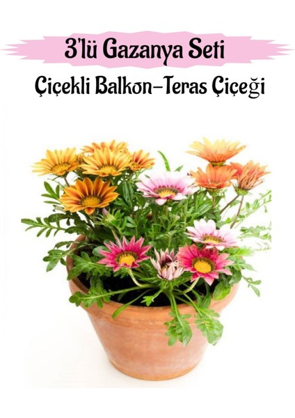 Pembe-Kırmızı-Sarı Renk Gazanya Çiçeği 3 Adet Saksılı 10-20CM Balkon Çiçeği