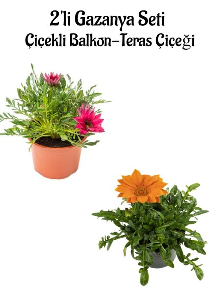 Pembe-Turuncu Renk Gazanya Çiçeği 2 Adet SAKSILI(10-20CM) Bahçe Balkon Çiçeği