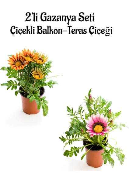 Turuncu Sarı-Pembe Beyaz Renk Gazanya Çiçeği 2 Adet SAKSILI(10-20CM) Bahçe Balkon Çiçeği