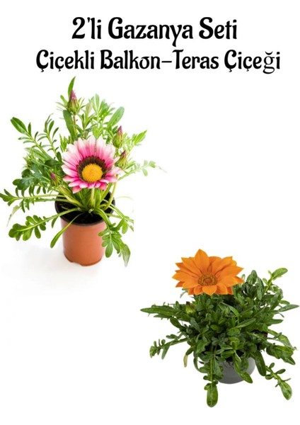 Pembe Beyaz-Turuncu Renk Gazanya Çiçeği 2 Adet SAKSILI(10-20CM) Bahçe Balkon Çiçeği