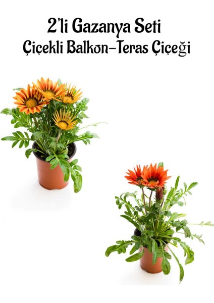 Turuncu Sarı-Kırmızı Renk Gazanya Çiçeği 2 Adet SAKSILI(10-20CM) Bahçe Balkon Çiçeği