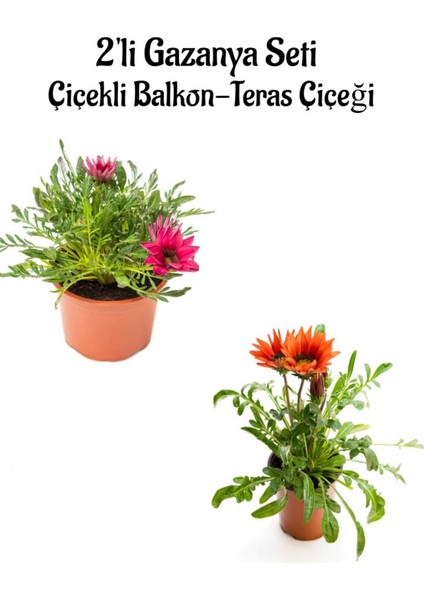 Koyu Pembe-Kırmızı Renk Gazanya Çiçeği 2 Adet SAKSILI(10-20CM) Bahçe Balkon Çiçeği