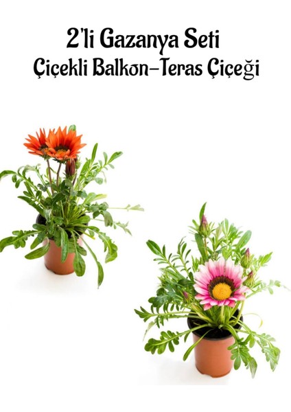 Kırmızı-Pembe Beyaz Gazanya Çiçeği 2 Adet Saksılı 10-20CM Balkon/teras Çiçeği