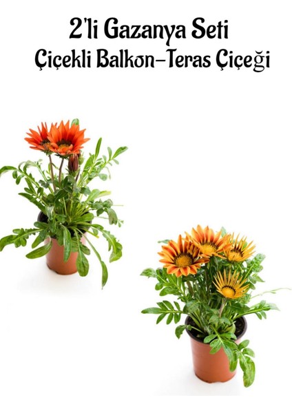 Kırmızı-Turuncu Sarı Gazanya Çiçeği 2 Adet Saksılı 10-20CM Balkon/teras Çiçeği
