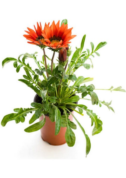 Kırmızı-Turuncu Sarı Gazanya Çiçeği 2 Adet Saksılı 10-20CM Balkon/teras Çiçeği