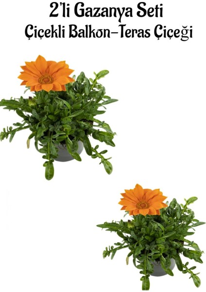 Turuncu Renk Gazanya Çiçeği 2 Adet Saksılı 10-20CM Balkon/teras Çiçeği