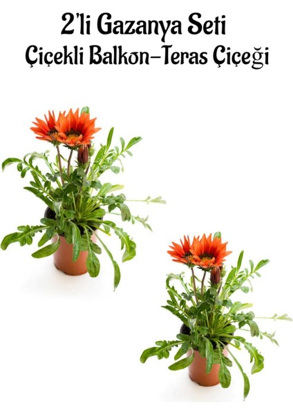 Kırmızı Renk Gazanya Çiçeği 2 Adet Saksılı 10-20CM Balkon/teras Çiçeği