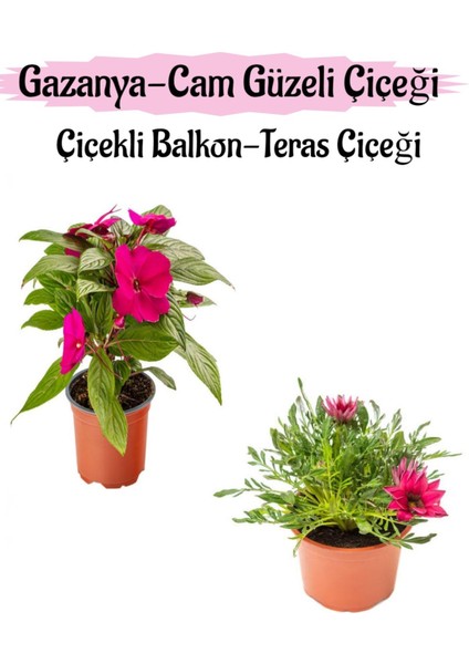 Pembe Renk Cam Güzeli 1 Adet+ Pembe Gazanya Çiçeği 1 Adet Saksılı 10-20CM