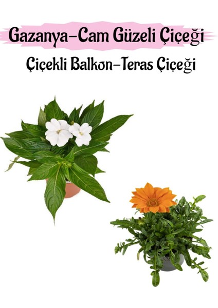 Beyaz Renk Cam Güzeli 1 Adet+ Turuncu Gazanya Çiçeği 1 Adet Saksılı 10-20CM