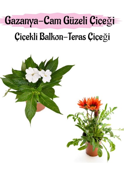 Beyaz Renk Cam Güzeli 1 Adet+Kırmızı Gazanya Çiçeği 1 Adet Saksılı 10-20CM